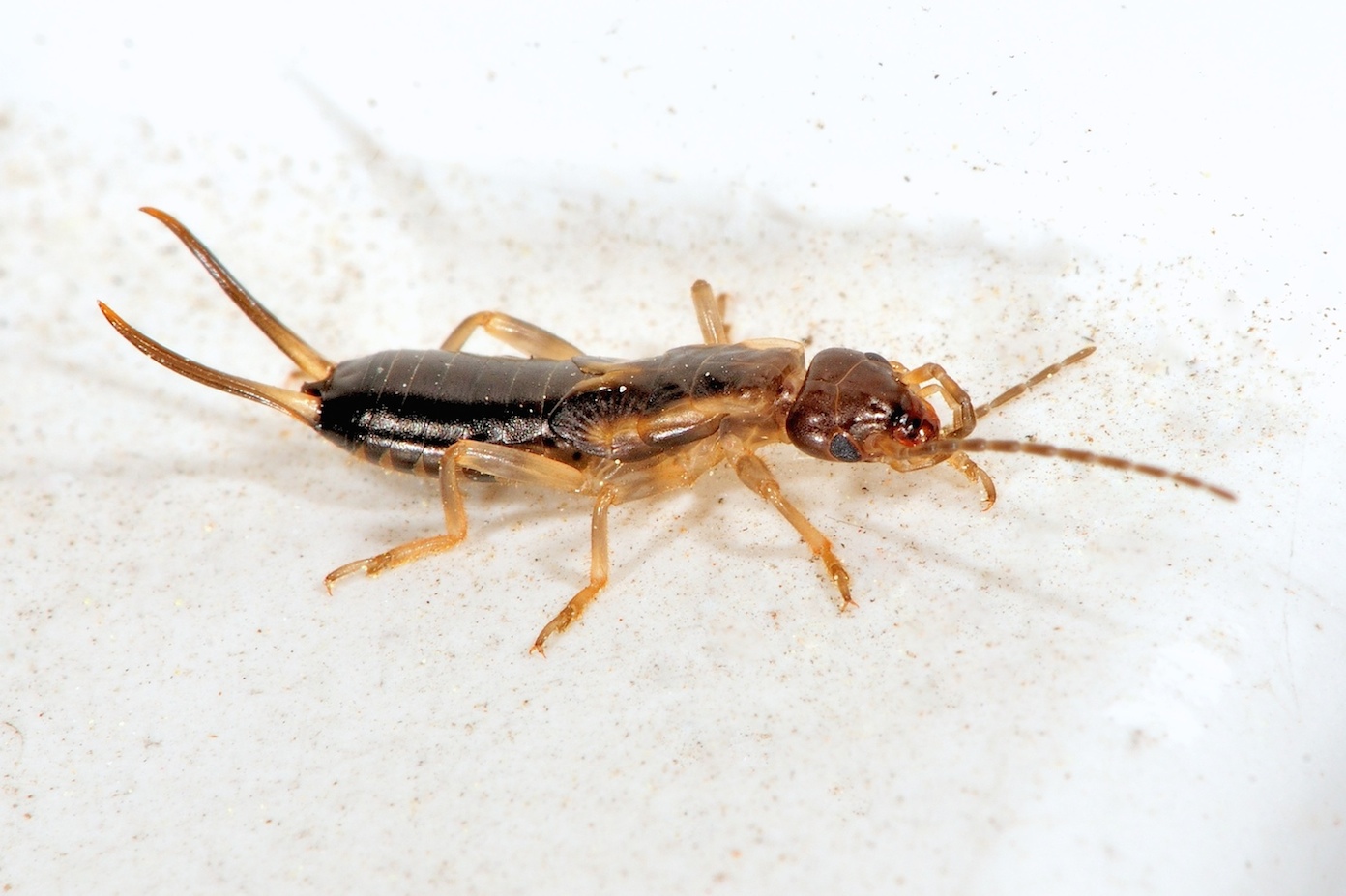 Forficula auricularia da Borella di Cesenatico